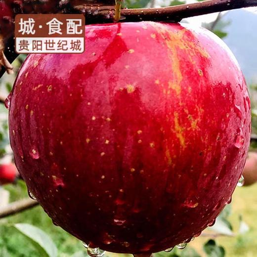 【福虎献瑞】威宁杨华冰心苹果 绿标认证 脆甜多汁 家庭实惠礼盒（二级约五斤）【GY】 商品图4