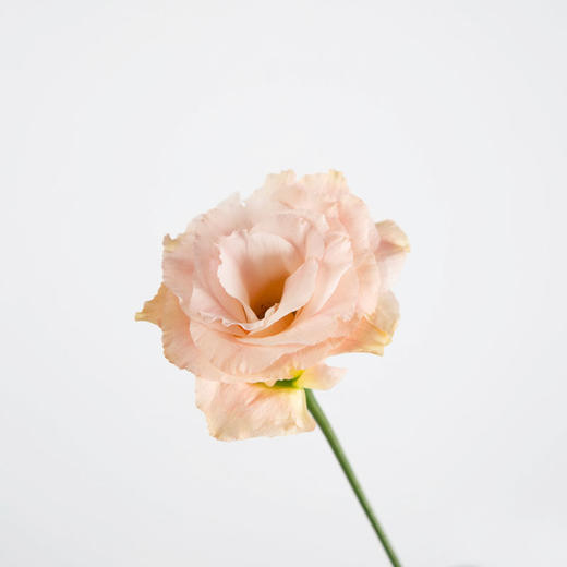 洋桔梗 商品图0