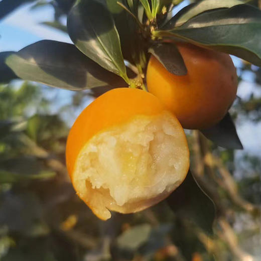 【广西•脆蜜金桔】地标产品，升级版金桔，皮薄脆爽，甘甜多汁，无籽化渣，带皮吃甜蜜可口~ 商品图2