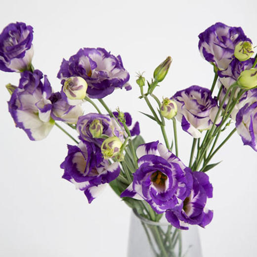 洋桔梗 商品图6