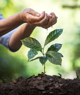 认识咖啡豆|咖啡树的成长（2）