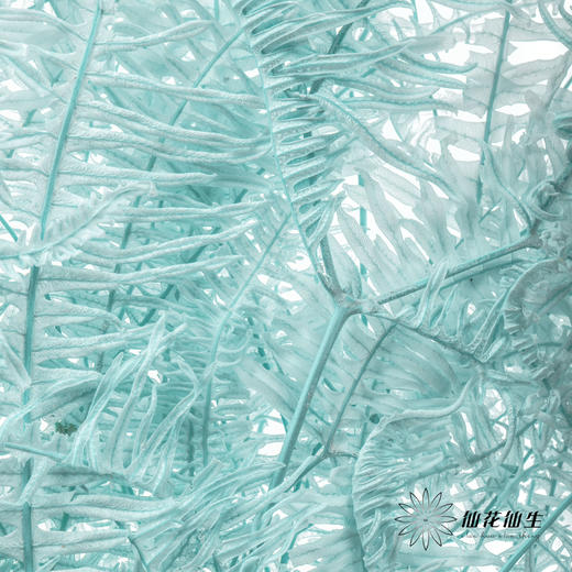 永生花材 ｜ 芒其叶蒂芙尼蓝 商品图2