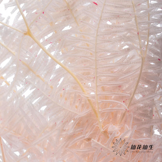永生花材 ｜ 芒其叶樱花粉 商品图2