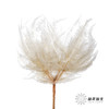 永生花材 ｜ 芒其叶白 商品缩略图0