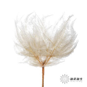 永生花材 ｜ 芒其叶白