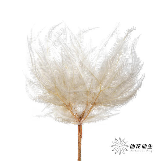 永生花材 ｜ 芒其叶白 商品图0