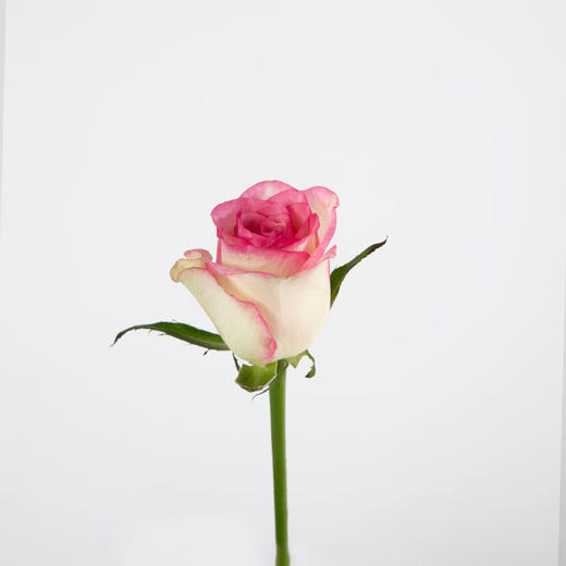 红袖玫瑰 商品图1