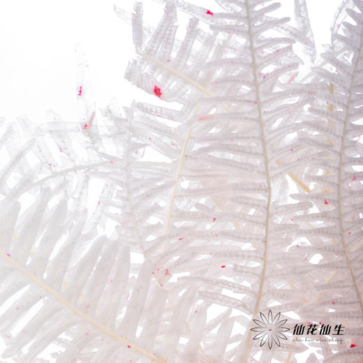 永生花材 ｜ 芒其叶樱花粉 商品图1