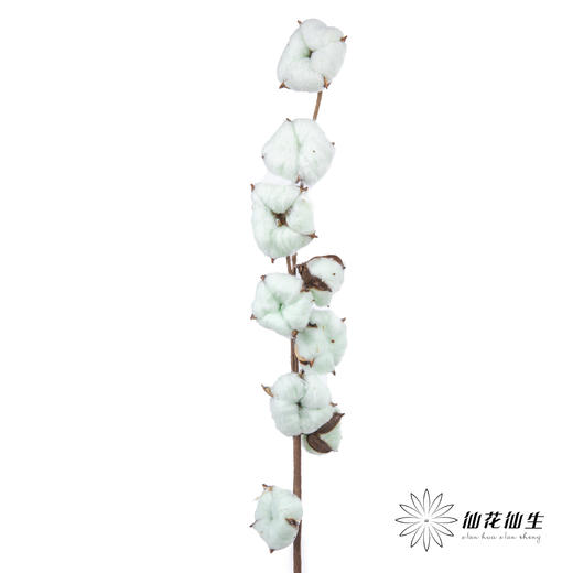 永生花材 ｜ 棉花青色 商品图1