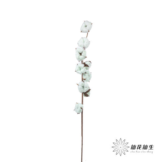 永生花材 ｜ 棉花青色 商品图3