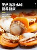 【200g*6袋顺丰包邮】青岛本地扇贝肉—带黄带膏大个海鲜 商品缩略图1