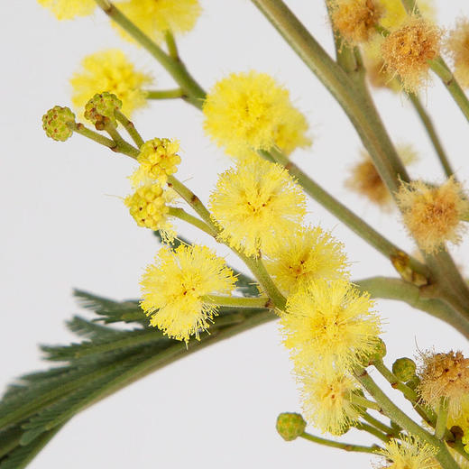 金合欢 商品图0