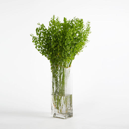 翠喜叶 商品图1