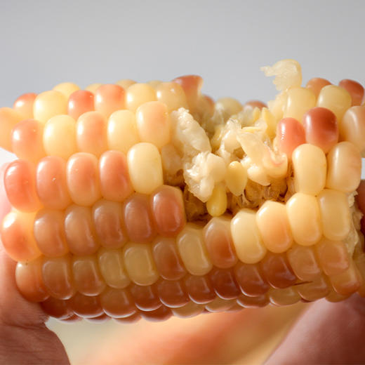 【果蔬精选】云南西双版纳•香糯小玉米 非转基因 无添加 颗粒饱满 晶莹剔透 软糯香甜 全家老小放心吃的健康食品 商品图5