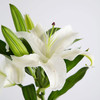 多头百合花 商品缩略图1