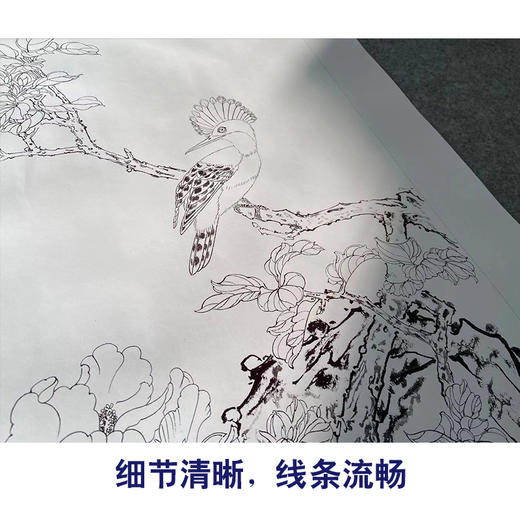 【有步骤】陈军工笔画白描底稿斗方小品《花艳禽来更多彩》牡丹戴胜鸟初学者临摹花鸟线稿CJ12 商品图4