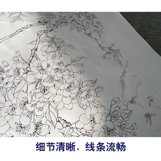 【有步骤】陈军工笔画白描底稿《春色满园》斑鸠海棠花初学者临摹花鸟线稿CJ15 商品图4