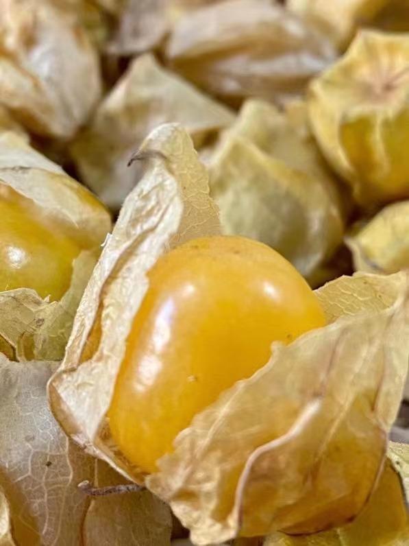 云南姑娘果,下单不 退不换!