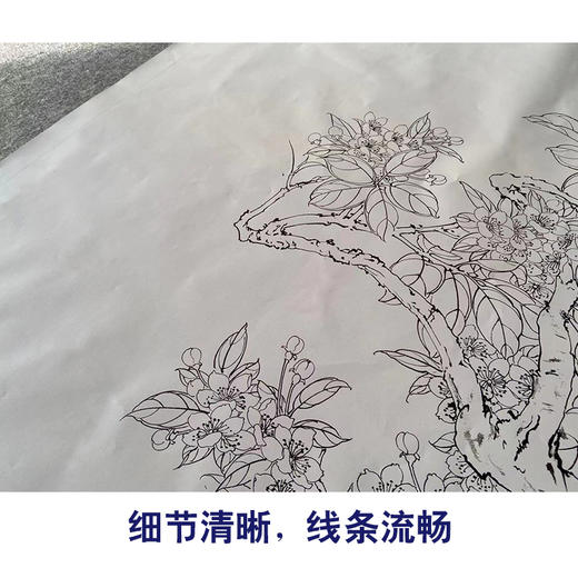 【有步骤】陈军横幅工笔画白描底稿《春融翠羽红满堂》孔雀海棠花初学者临摹花鸟线稿CJ35 商品图4