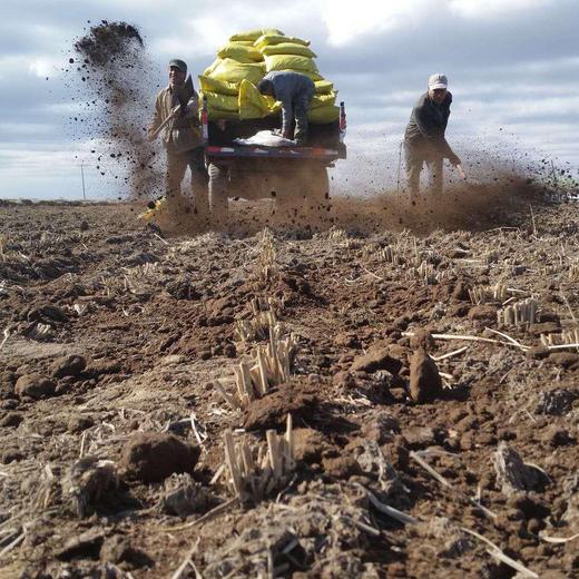 丨有机丨万来屯五常稻花香米10斤 大米 糙米 胚芽米 商品图10