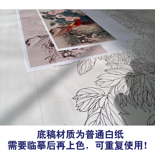 【有步骤】陈军工笔画白描底稿《锦羽国色》锦鸡牡丹初学者临摹花鸟线稿CJ26 商品图3