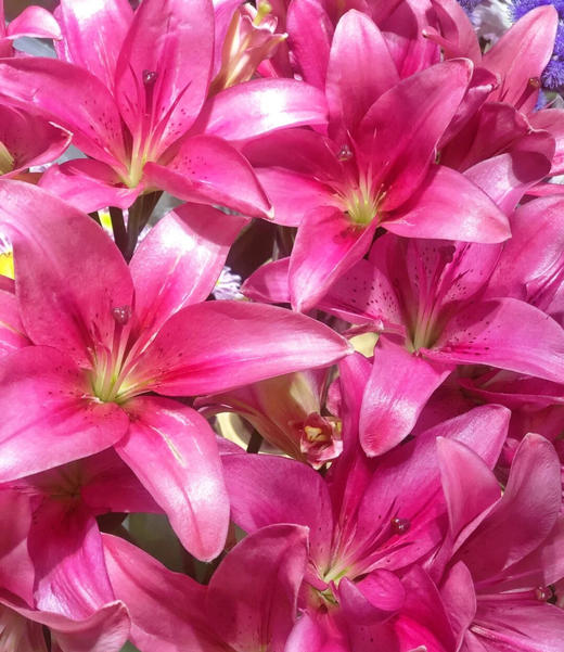 【AB级紫皇后亚百合】多头3支约10-12朵/份 商品图4