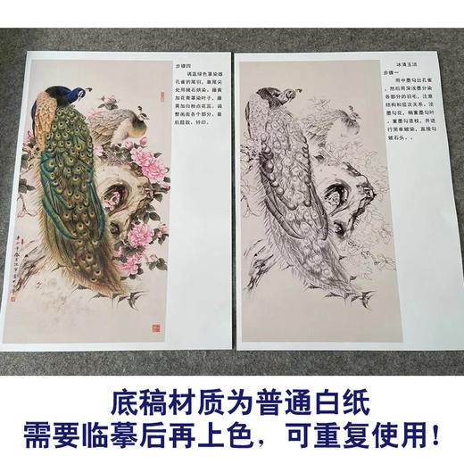 【有步骤】陈军四尺工笔画白描底稿《冰清玉洁》孔雀初学者临摹花鸟线稿CJ29 商品图3