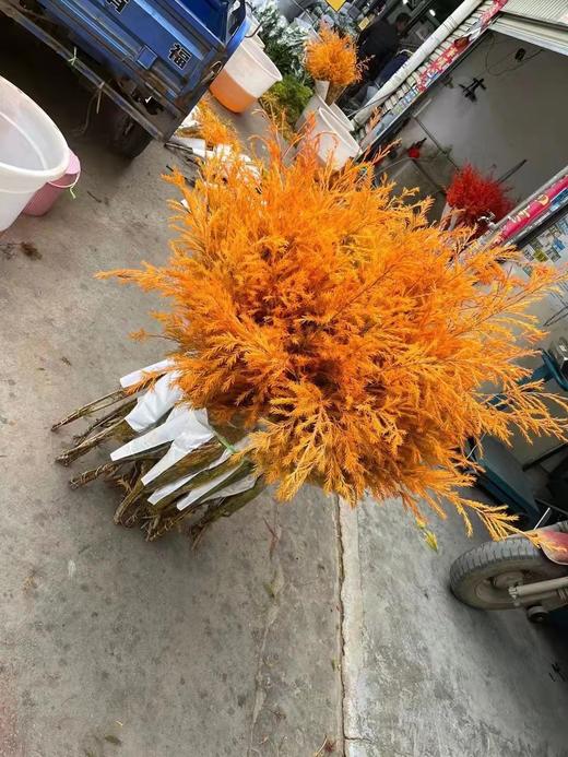 染色千层金，红，橙 商品图0