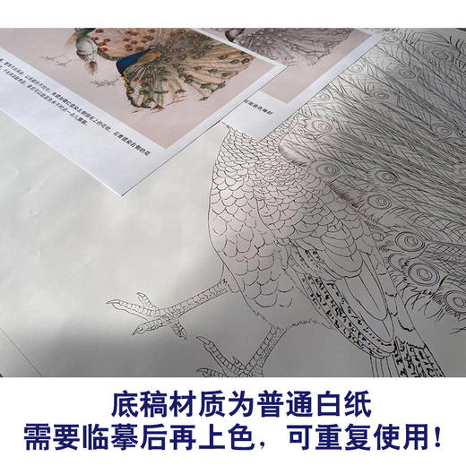 【有步骤】陈军四尺横幅工笔画白描底稿《孔雀开屏》孔雀初学者临摹动物线稿CJ38 商品图3