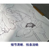 【有步骤】陈军工笔画白描底稿斗方小品《绿夏》荷花翠鸟初学者临摹花鸟线稿CJ04 商品缩略图4