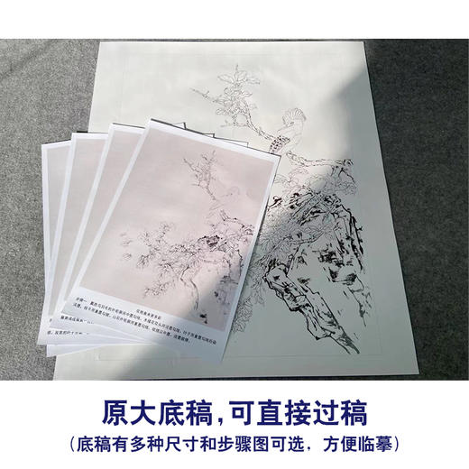 【有步骤】陈军工笔画白描底稿斗方小品《花艳禽来更多彩》牡丹戴胜鸟初学者临摹花鸟线稿CJ12 商品图1