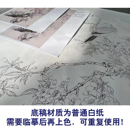 【有步骤】陈军工笔画白描底稿《春色满园》斑鸠海棠花初学者临摹花鸟线稿CJ15 商品图3