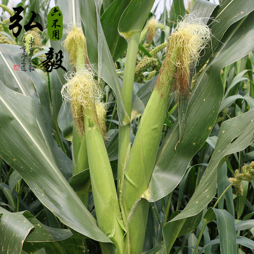 六不用 玉米糁 黄玉米  【弘毅六不用生态农场】 商品图2