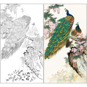 【有步骤】陈军四尺工笔画白描底稿《花开烂漫》孔雀初学者临摹花鸟线稿CJ32