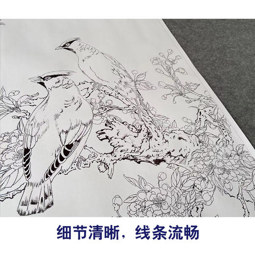 【有步骤】陈军工笔画白描底稿斗方小品《枝头春色》桃花太平鸟初学者临摹花鸟线稿CJ20 商品图4