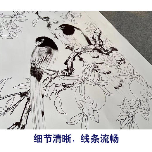 【有步骤】陈军工笔画白描底稿《金秋果实》石榴蓝鹊初学者临摹花鸟线稿CJ08 商品图4