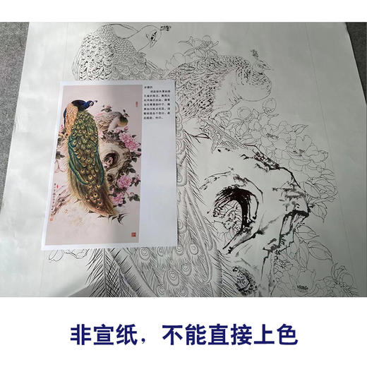 【有步骤】陈军四尺工笔画白描底稿《冰清玉洁》孔雀初学者临摹花鸟线稿CJ29 商品图2