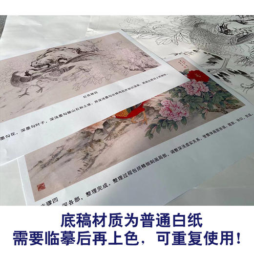 【有步骤】陈军四尺横幅工笔画白描底稿《红花锦羽》锦鸡牡丹初学者临摹花鸟线稿CJ22 商品图3