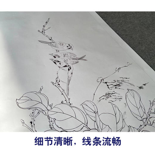 【有步骤】陈军工笔画白描底稿斗方小品《吉事连连》柿子麻雀初学者临摹花鸟线稿CJ17 商品图4