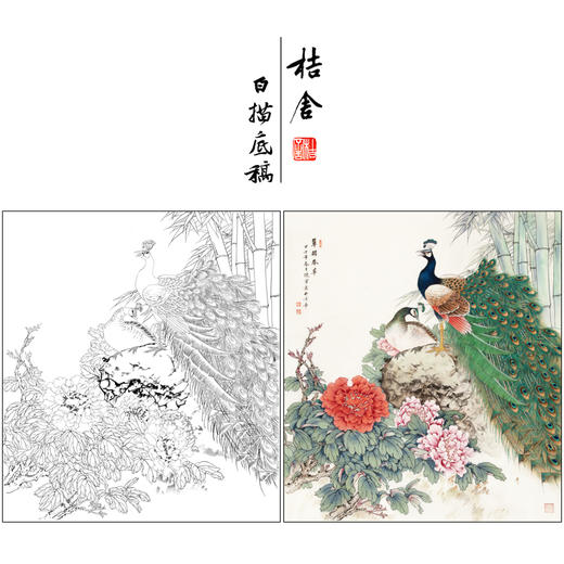 【有步骤】陈军工笔画白描底稿斗方小品《翠羽春华》孔雀牡丹初学者临摹花鸟线稿CJ36 商品图0