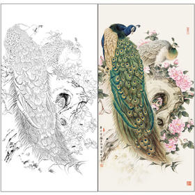 【有步骤】陈军四尺工笔画白描底稿《冰清玉洁》孔雀初学者临摹花鸟线稿CJ29