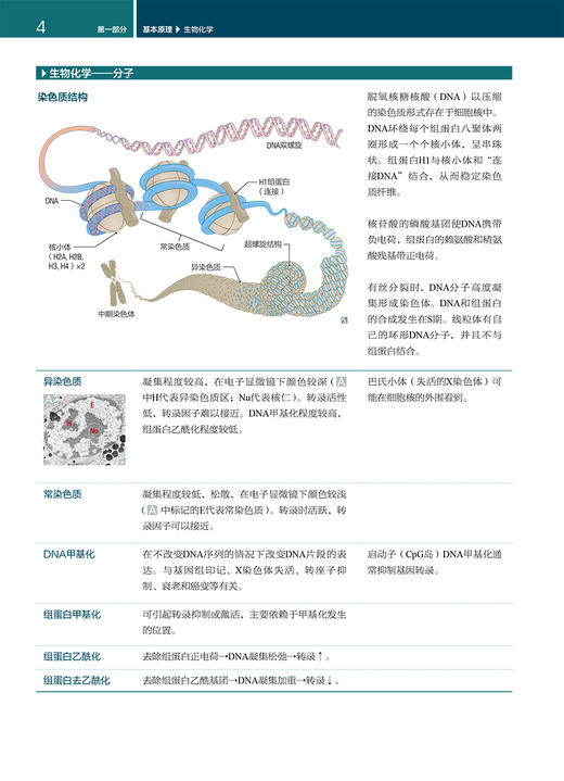 医学生宝典 第29版美国医师执照考点图表速记 器官系统为中心 基础与临床相结合 李晗歌 主译9787117314893人民卫生出版社 商品图4