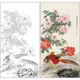 【有步骤】陈军工笔画白描底稿《锦上添花》锦鸡牡丹初学者临摹花鸟线稿CJ24
