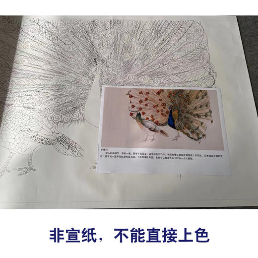 【有步骤】陈军四尺横幅工笔画白描底稿《孔雀开屏》孔雀初学者临摹动物线稿CJ38 商品图2