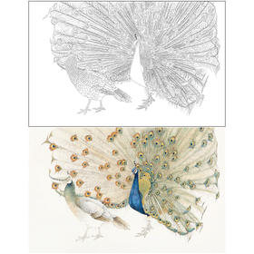【有步骤】陈军四尺横幅工笔画白描底稿《孔雀开屏》孔雀初学者临摹动物线稿CJ38
