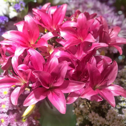 【AB级紫皇后亚百合】多头3支约10-12朵/份 商品图3