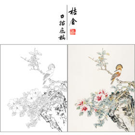 【有步骤】陈军工笔画白描底稿斗方小品《花艳禽来更多彩》牡丹戴胜鸟初学者临摹花鸟线稿CJ12