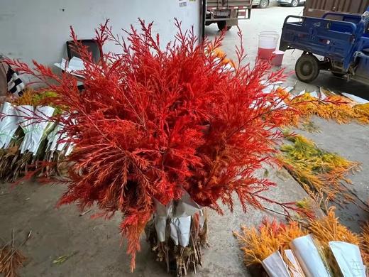 染色千层金，红，橙 商品图1