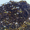 东山岛紫菜【头水头】 商品缩略图8