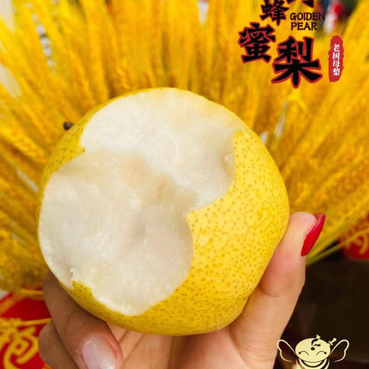 【山野蜂蜜梨】只要吃一口就知道是好梨，汁水特别足！多吃梨润肺 防呼吸道疾病[胜利] 商品图1
